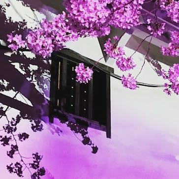 姫路城（イベント）に投稿された画像（2022/4/3）