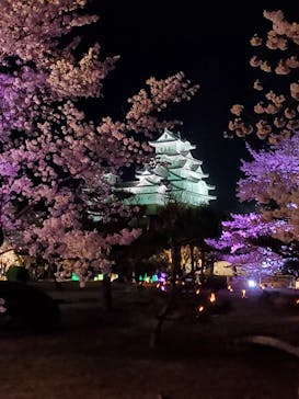 姫路城（イベント）に投稿された画像（2022/4/4）