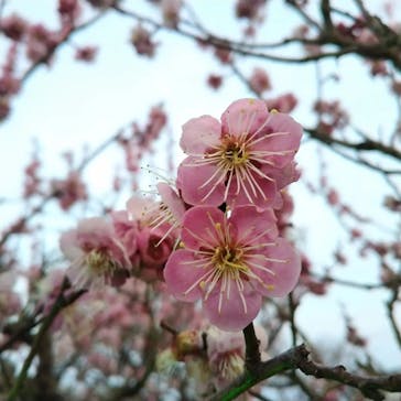 せんだい農業園芸センター　みどりの杜に投稿された画像（2022/4/4）