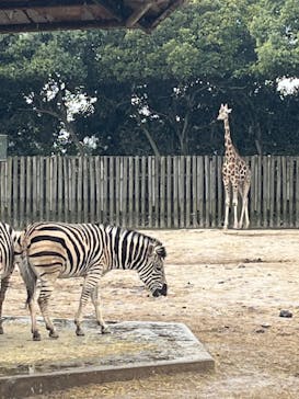 東武動物公園に投稿された画像（2022/4/4）