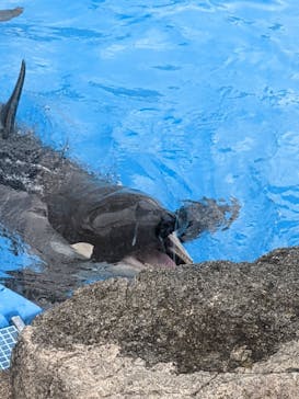 名古屋港水族館に投稿された画像（2022/4/4）