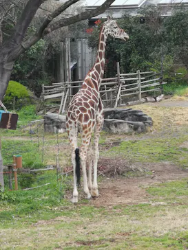 天王寺動物園に投稿された画像（2022/4/4）