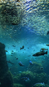 新江ノ島水族館に投稿された画像（2022/4/4）