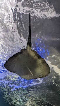 新江ノ島水族館に投稿された画像（2022/4/4）