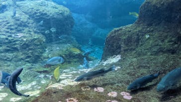 新江ノ島水族館に投稿された画像（2022/4/4）