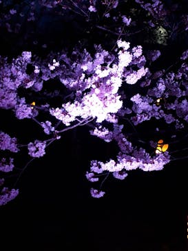 姫路城（イベント）に投稿された画像（2022/4/4）