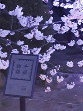 姫路城（イベント）に投稿された画像（2022/4/4）