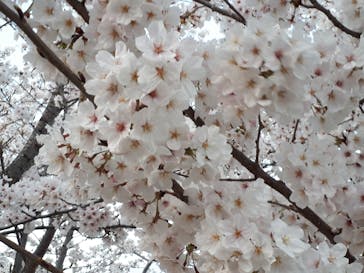 姫路城（イベント）に投稿された画像（2022/4/4）