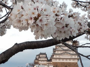 姫路城（イベント）に投稿された画像（2022/4/4）