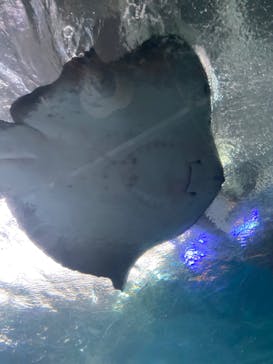 新江ノ島水族館に投稿された画像（2022/4/4）