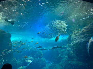 新江ノ島水族館に投稿された画像（2022/4/4）