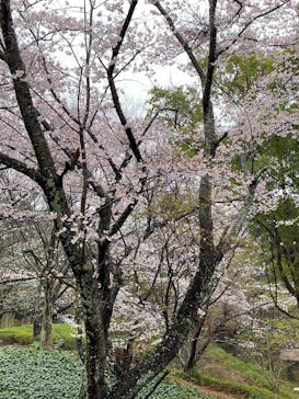 アートホテル成田に投稿された画像（2022/4/4）