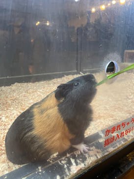 伊豆シャボテン動物公園に投稿された画像（2022/4/4）