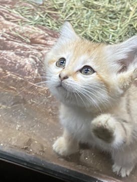 那須どうぶつ王国に投稿された画像（2022/4/4）