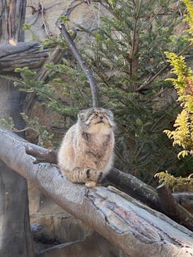 那須どうぶつ王国に投稿された画像（2022/4/4）