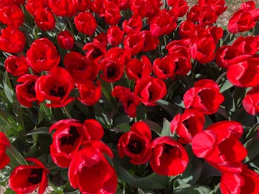 淡路ファームパーク イングランドの丘に投稿された画像（2022/4/4）