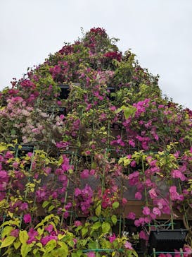 美らヤシパークオキナワ・東南植物楽園に投稿された画像（2022/4/4）