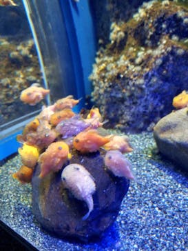 新江ノ島水族館に投稿された画像（2022/4/4）