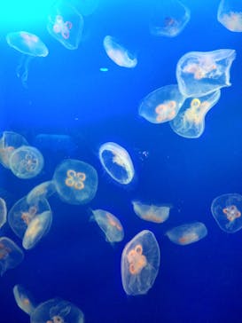 新江ノ島水族館に投稿された画像（2022/4/4）