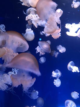 新江ノ島水族館に投稿された画像（2022/4/4）