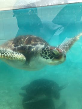 新江ノ島水族館に投稿された画像（2022/4/4）