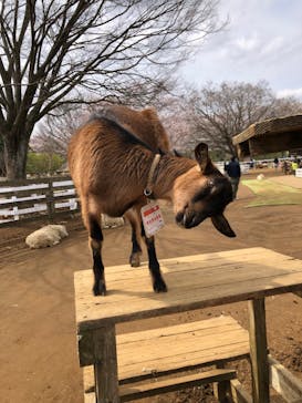 成田ゆめ牧場に投稿された画像（2022/4/4）