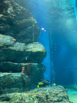 マクセル アクアパーク品川に投稿された画像（2022/4/4）