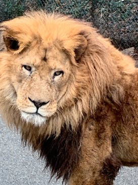 群馬サファリパークに投稿された画像（2022/4/4）