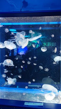 しながわ水族館に投稿された画像（2022/4/4）