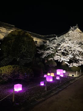 姫路城（イベント）に投稿された画像（2022/4/4）