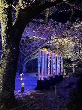 姫路城（イベント）に投稿された画像（2022/4/4）