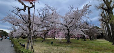 元離宮二条城に投稿された画像（2022/4/4）