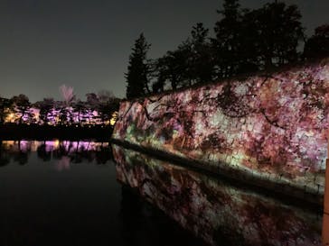 NAKED FLOWERS 2022 -桜- 世界遺産・二条城に投稿された画像（2022/4/4）