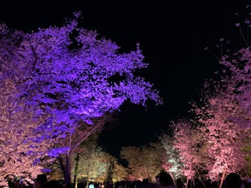 NAKED FLOWERS 2022 -桜- 世界遺産・二条城に投稿された画像（2022/4/4）