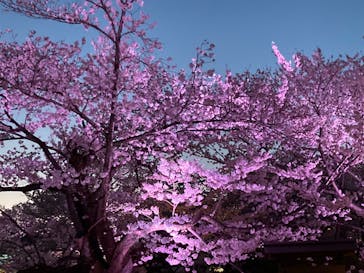 姫路城（イベント）に投稿された画像（2022/4/4）