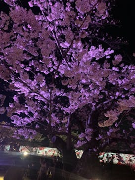 姫路城（イベント）に投稿された画像（2022/4/4）