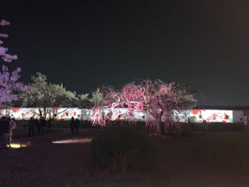 姫路城（イベント）に投稿された画像（2022/4/4）