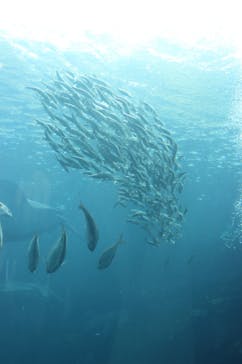 下田海中水族館に投稿された画像（2022/4/4）