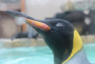 下田海中水族館に投稿された画像（2022/4/4）