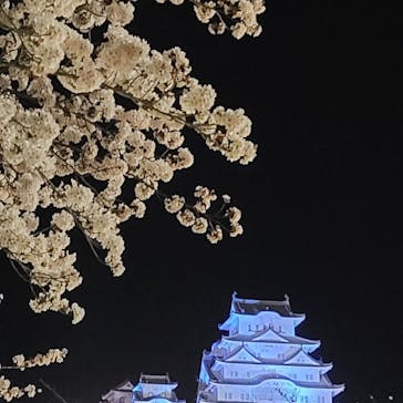 姫路城（イベント）に投稿された画像（2022/4/4）