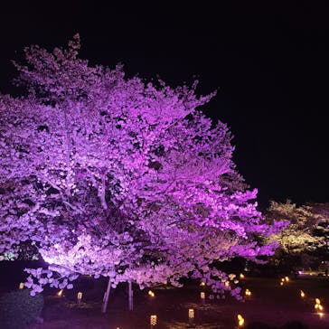 姫路城（イベント）に投稿された画像（2022/4/4）