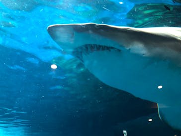 しながわ水族館に投稿された画像（2022/4/4）