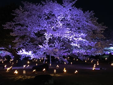 姫路城（イベント）に投稿された画像（2022/4/4）