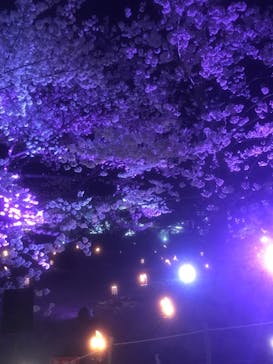 姫路城（イベント）に投稿された画像（2022/4/4）