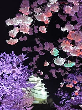 姫路城（イベント）に投稿された画像（2022/4/4）