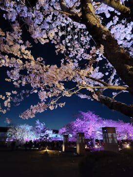 姫路城（イベント）に投稿された画像（2022/4/4）