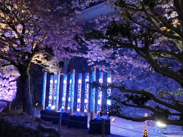 姫路城（イベント）に投稿された画像（2022/4/4）