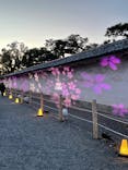 NAKED FLOWERS 2022 -桜- 世界遺産・二条城に投稿された画像（2022/4/4）