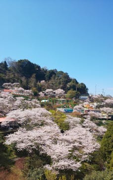 別府ケーブルラクテンチに投稿された画像（2022/4/4）