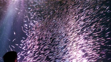 名古屋港水族館に投稿された画像（2022/4/4）